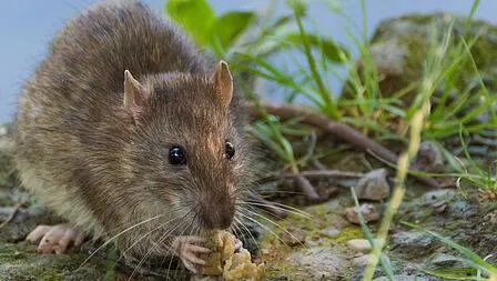 csm_Rat_in_natuur_adobestock_f7e49cb936