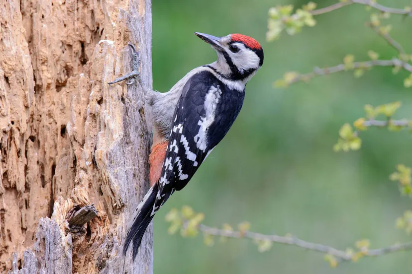 Grote bonte specht Natuurmonumenten-Frans van Boxtel