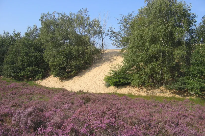 Heide 1 Rustende Jager juli 2025