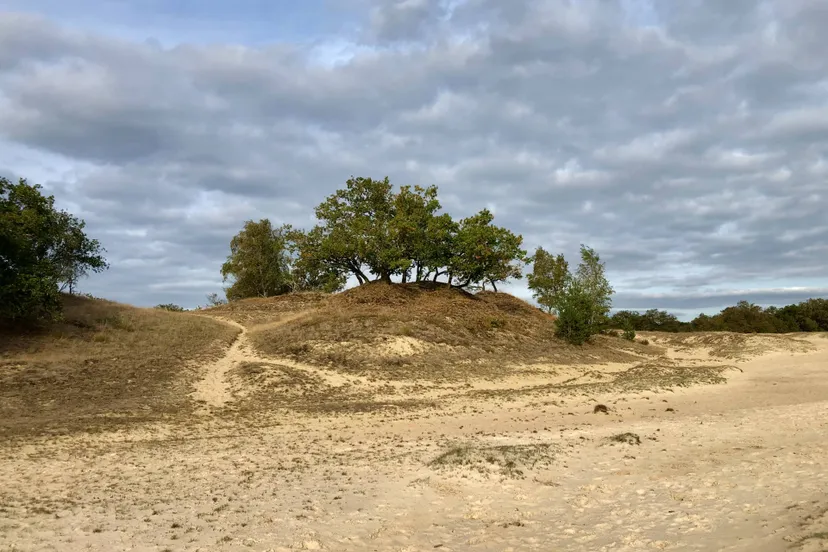 Bomen en stuifzand, oktober 2025