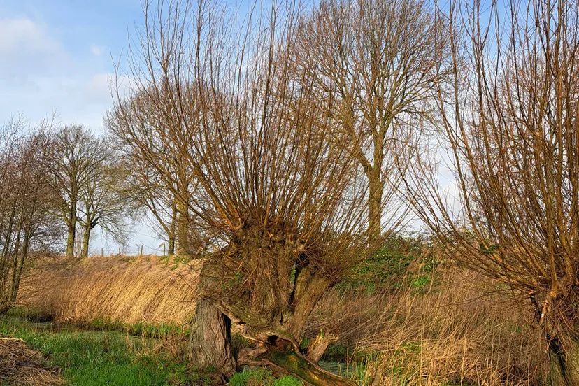 Natuurgebied De Langstraat