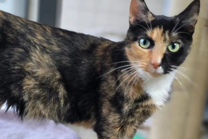 Poes Lindgren asieldier december 2025