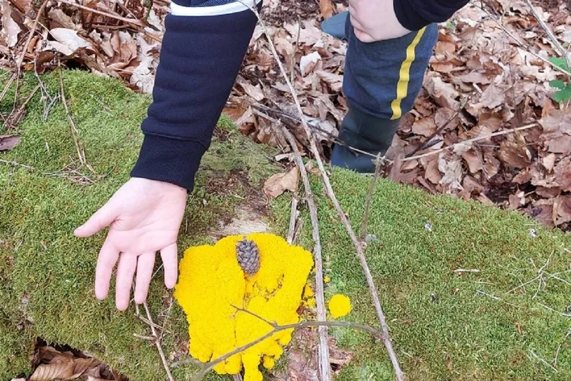 2026-01-25a_Persbericht NMVH_DE NATUURRAKKERS_Kind met plak gele zwam WT