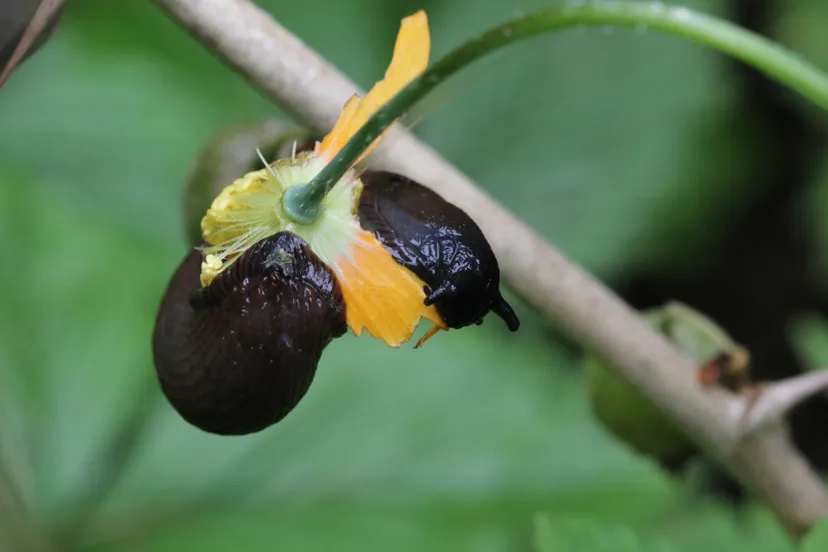 Arion rufus 15-01-2026