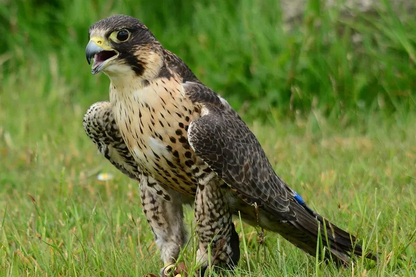 1 2026-02-15b_Persbericht NMVH_Lezing Slechtvalk_snottyboggins-peregrine falcon_pixabay-3439684_1280