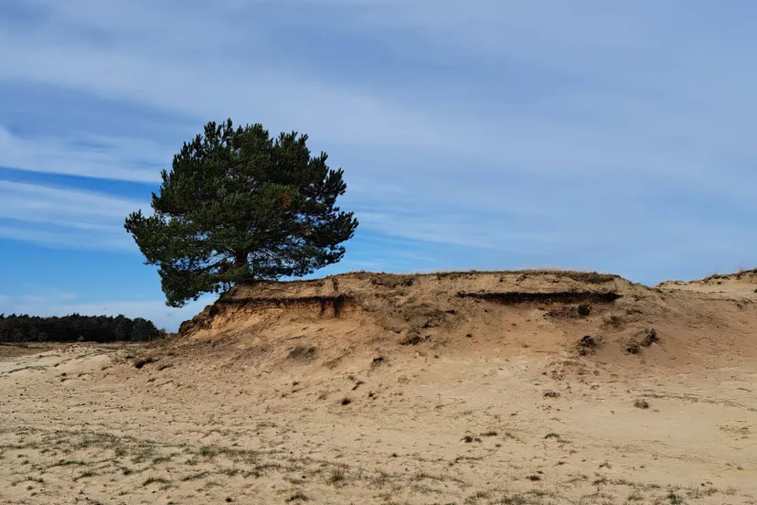 Duin nabij Bosch en Duin