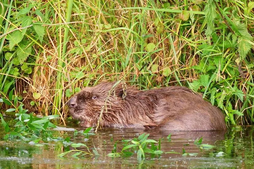 1 2026-03-08a_Persbericht NMVH_Lezing_Alles over bevers in Nederland - smullend van een wilgentak_Water en wallen vesting Heusden_6-6-2025_Martin Vissers_uitsnede