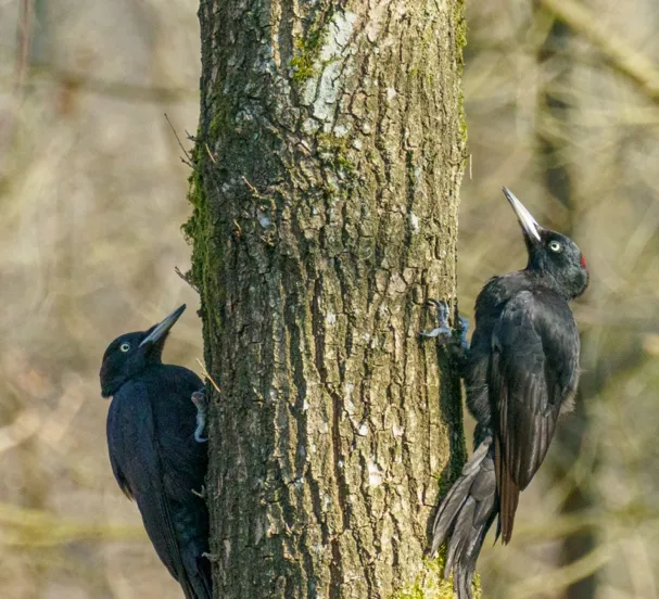 2 2026-03-22bb_Persbericht NMVH_Wandeling_Zwarte specht_Foto Wilhelmien Marti