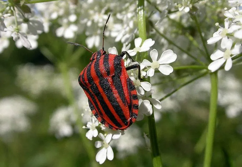 Pyjamaschildwants Fritz Geller-Grim