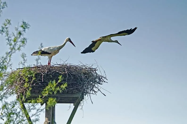 2026-04-12_Persbericht NMVH_Ooievaars_foto Wilhelmien Marti-2