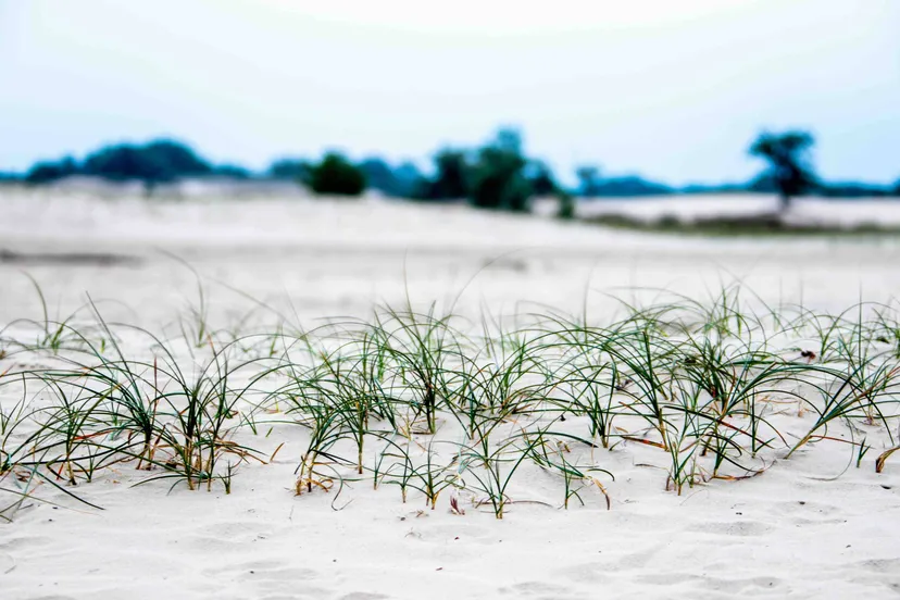3 2026-04-19a_Persbericht NMVH_Lezing Zand_Zandzegge_foto Ad Hartjes-afb 6.16_LR