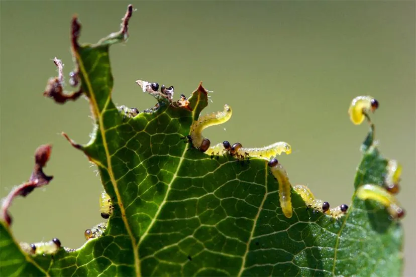 rupsjes_appelboom-1315883383