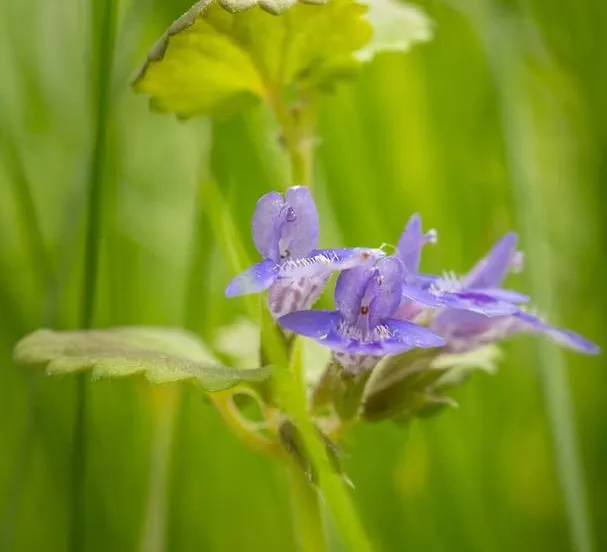 3 2026-06-21a_Persbericht NMVH_Wandeling over de Middel Akker- ontdek de natuurparel bij Giersbergen HONDSDRAF _ GLECHOMA HEDERACEA - Fotograaf Wilhelmien Marti