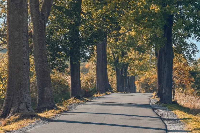 aszak-trees-8485455_1920