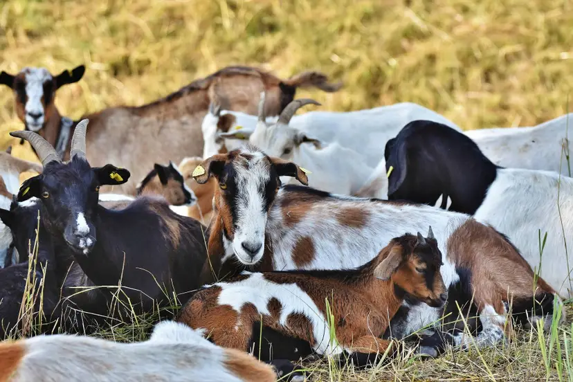 ralphs_fotos-goat-4546013_1920