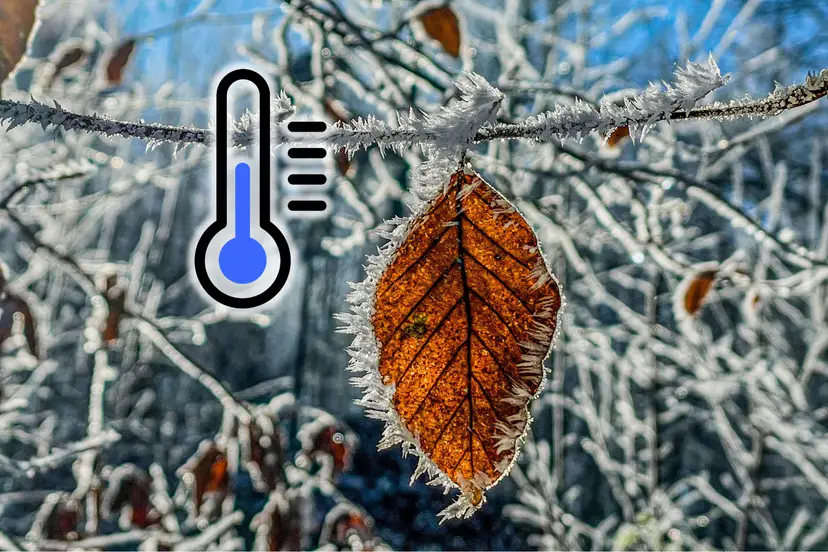 A brown leaf hangs from a frosty branch with a blue thermometer icon.
