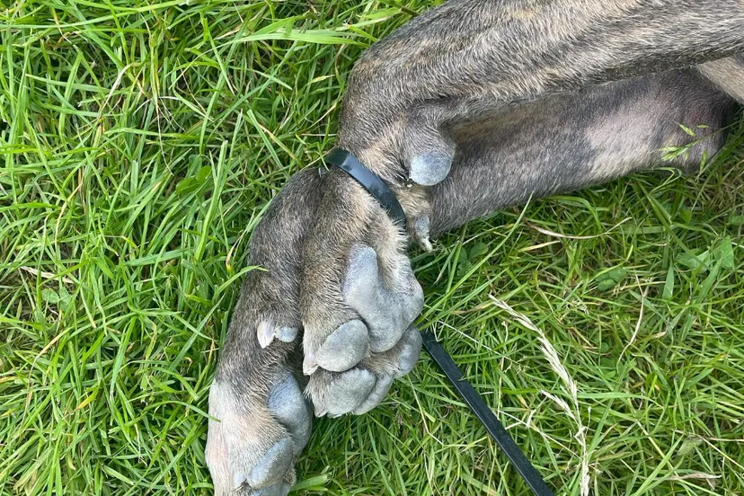 schermafbeelding 2021 06 04 om 095531