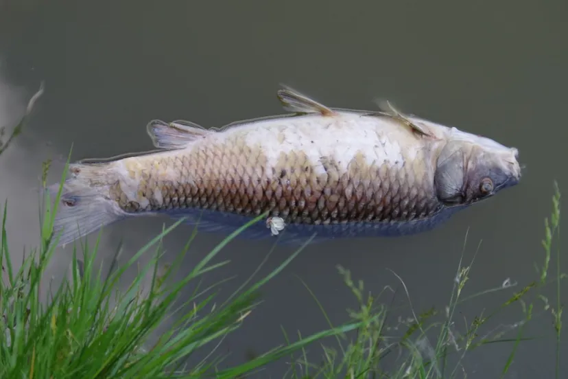 schermafbeelding 2022 09 09 om 112446