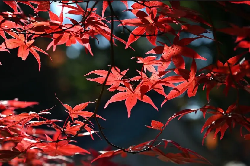 schermafbeelding 2023 08 07 080532