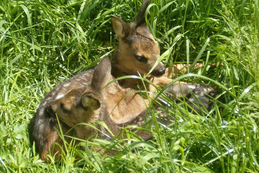 Schermafbeelding 2026-03-17 102200