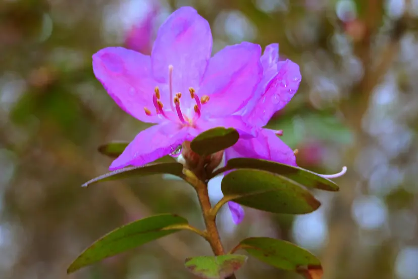 1 p3266089