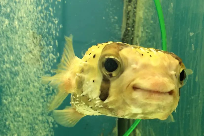 2 ilgaspygle eziazuve megos foto