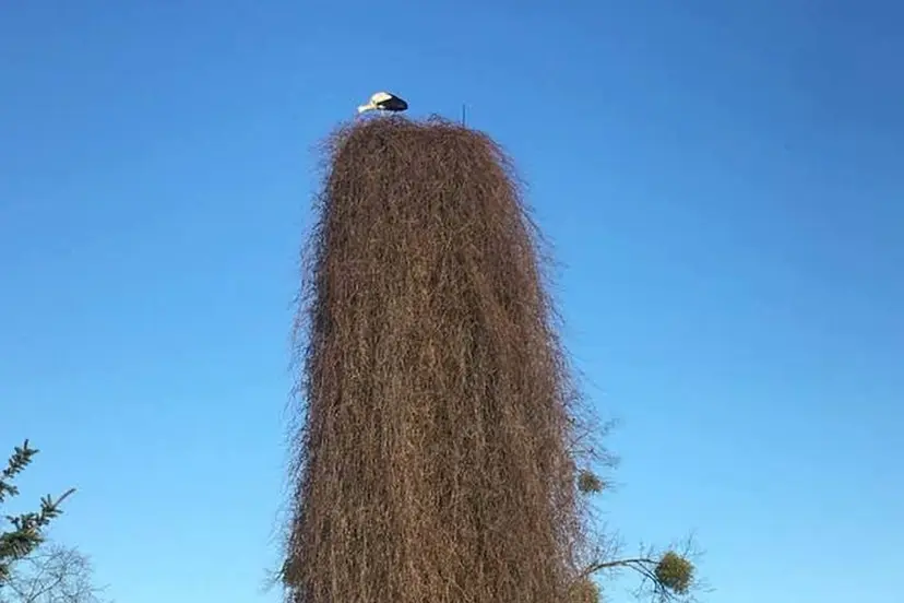 30264960 10211564951946905 5003324243400720384 n2 1