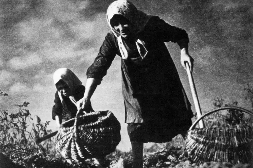 antanas narueviius bulviakasis 1937