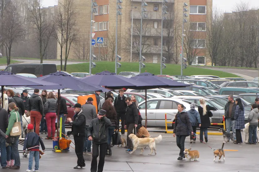 atrask savo augintini urmas 23