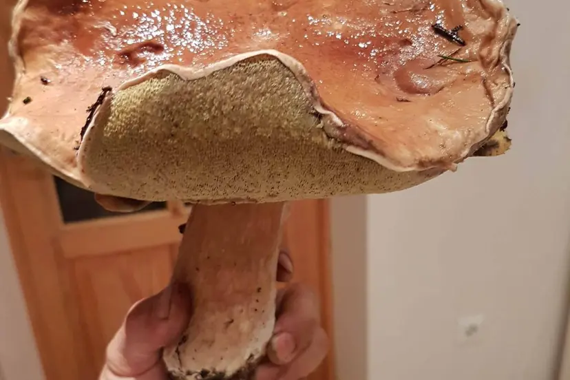baravykas1