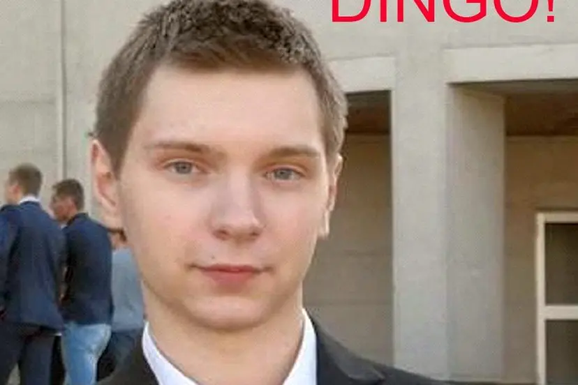 dingo