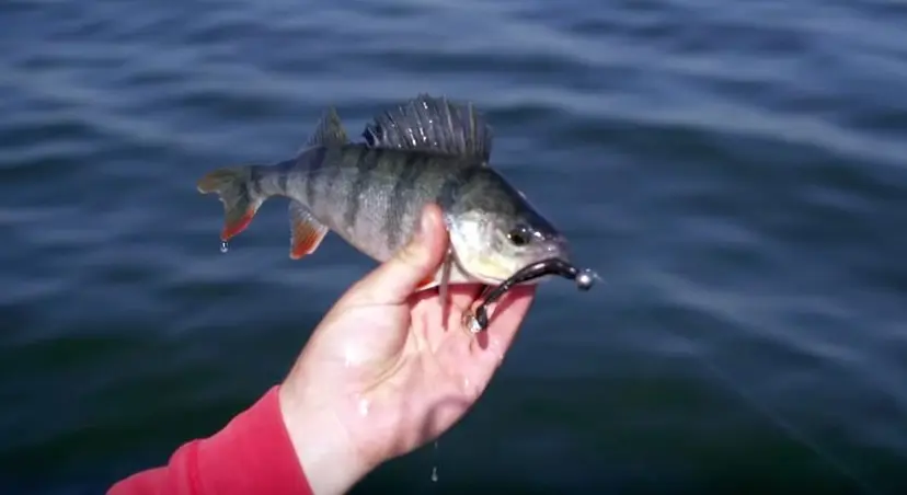 eseriai kauno mariose