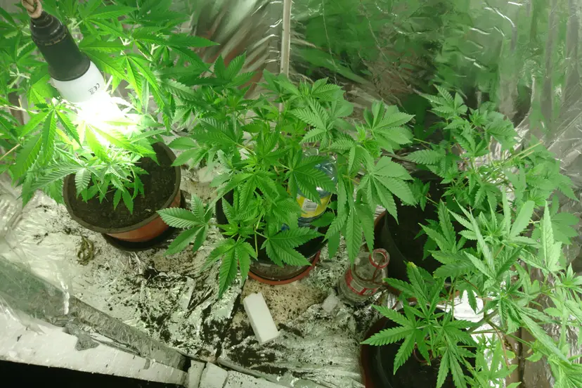 foto2