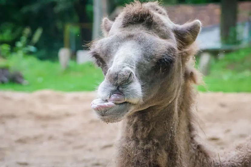 gausyb mayli kauno zoologijos sode 14