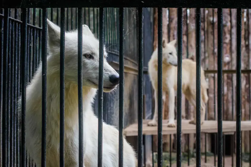 gausyb mayli kauno zoologijos sode 21