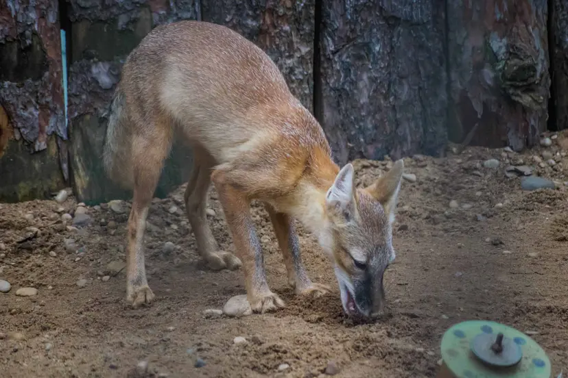 gausyb mayli kauno zoologijos sode 27
