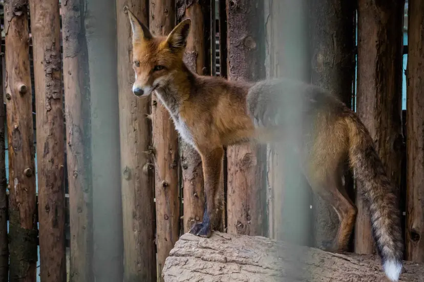 gausyb mayli kauno zoologijos sode 30