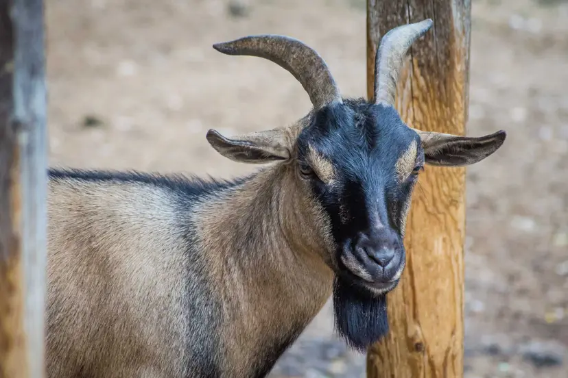 gausyb mayli kauno zoologijos sode 5