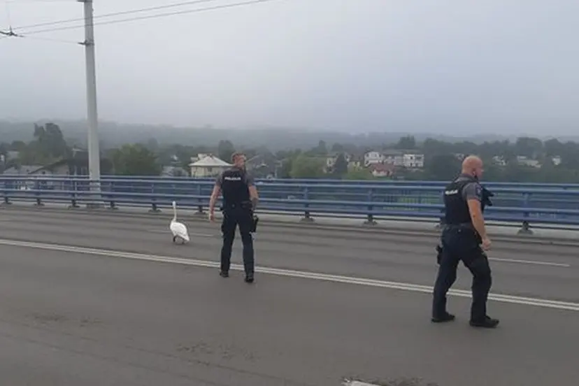 gulb4s gelb4jimo operacija