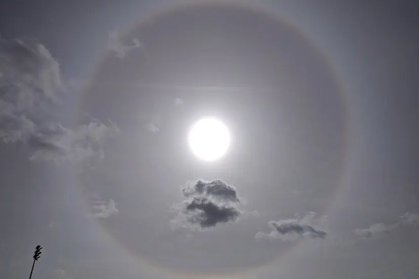halo web