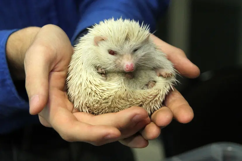 kaciu paroda 11