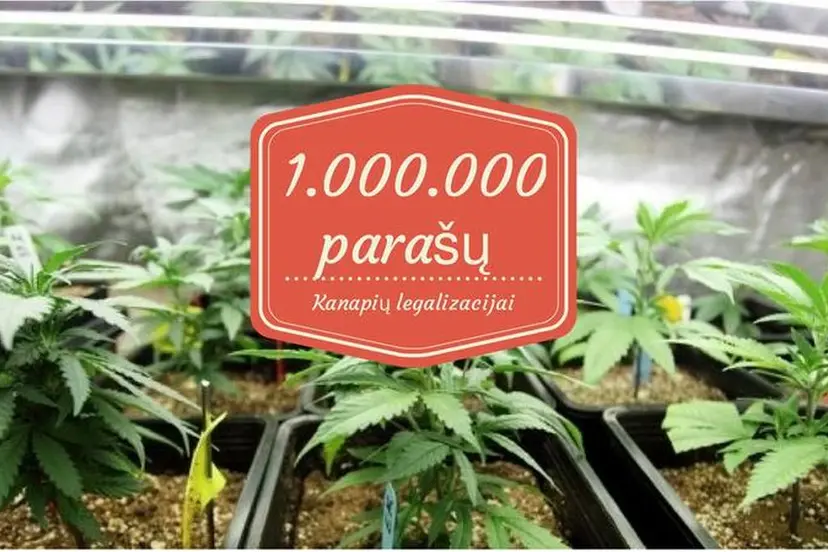 kanapi legalizacija
