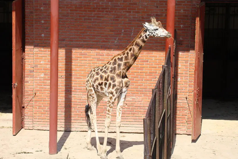 kauno zoologijos sodo fotografija