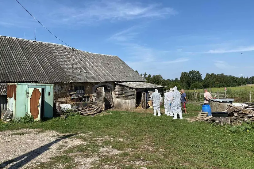 kiauli maro idinys kauno rajone