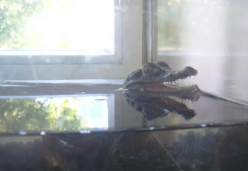 krokodilas