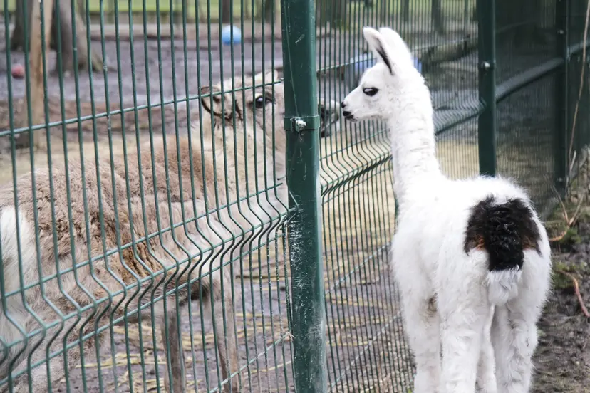 lama4