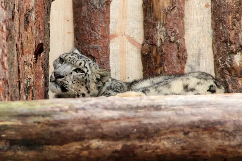 leopardaszoo