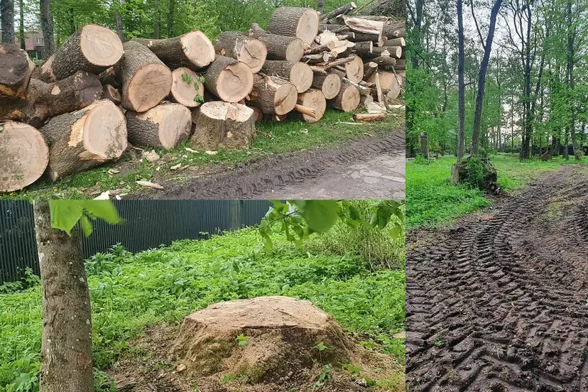 medziai senosiose fredos kapinese