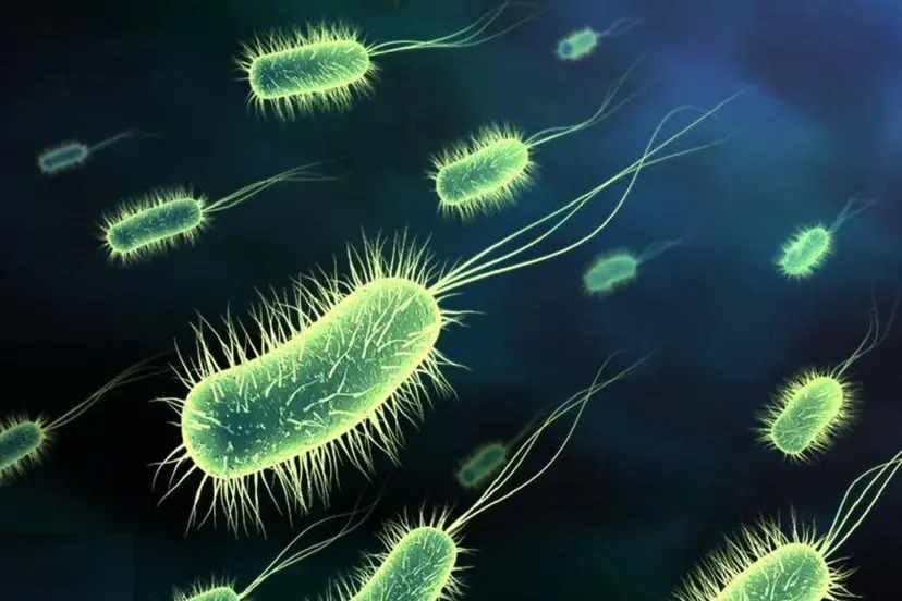 meningokokine infekcija