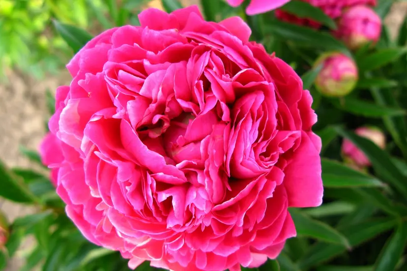 paeonia lactiflora profesorius k grybauskas